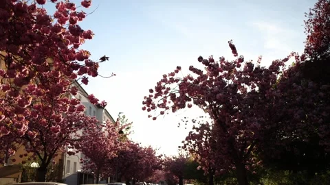 Spring blossoms peaceful street Stock Footage 334049052
