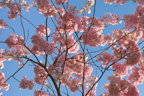 Spring blossoms Stock Photos