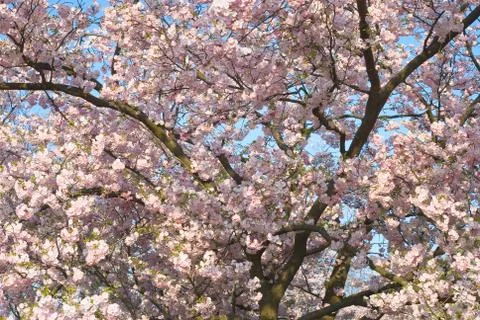 Spring blossoms Stock Photos