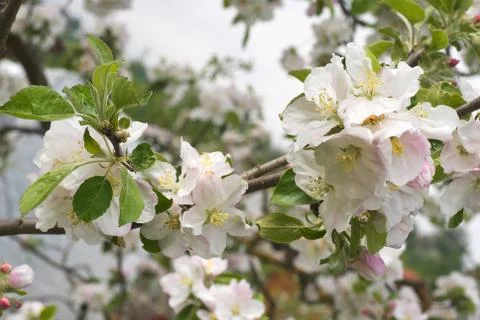 Spring blossoms Stock Photos