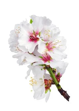 Spring blossoms Stockfoto's