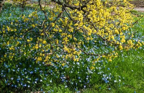 Spring blossoms Stock Photos