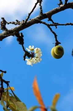 Spring blossoms Stock Photos