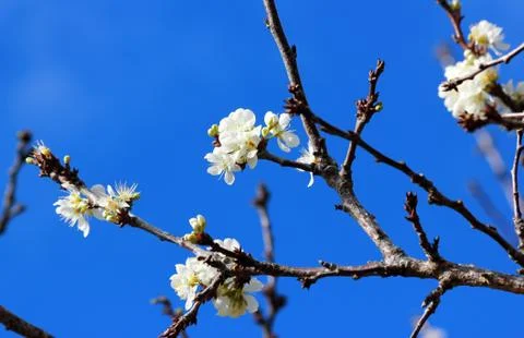 Spring blossoms Stock Photos