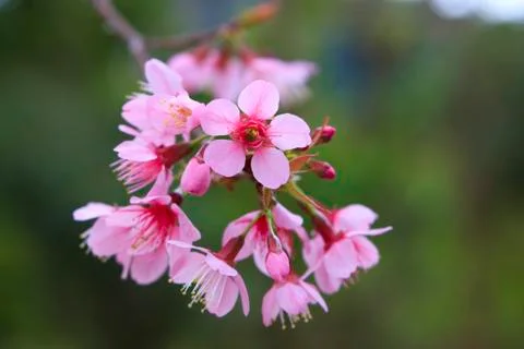 Spring blossoms Stock Photos