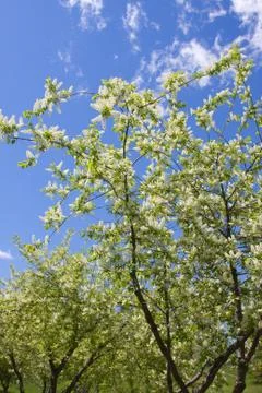 Spring blossoms Stock Photos