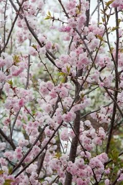 Spring blossoms Stock Photos