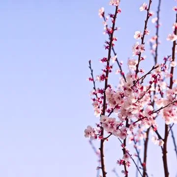 Spring blossoms Stock Photos