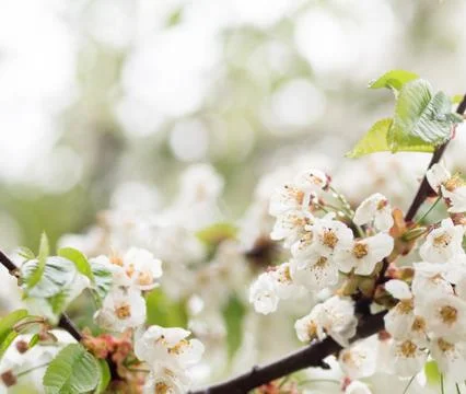 Spring blossoms Stock Photos