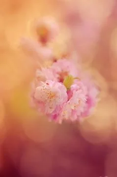 Spring Blossoms 스톡 사진