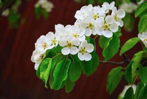 Spring blossoms Stock Photos