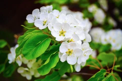 Spring blossoms Stock Photos