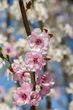 Spring blossoms Foto stock