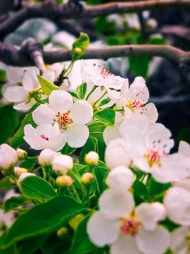 Spring blossoms Foto stock