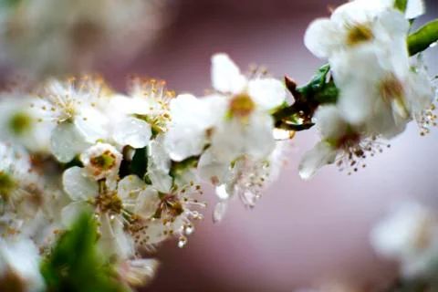 Spring blossoms Stock Photos