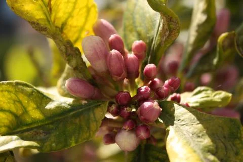 Spring blossoms Stock Photos