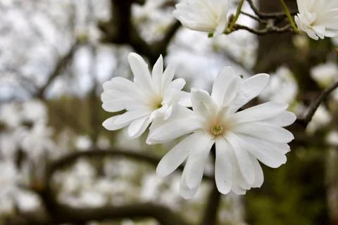 Spring Blossoms Foto stock