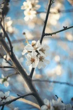 Spring Blossoms Stock Photos
