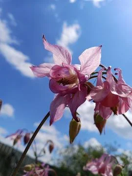 Spring Blossoms Stockfoto's
