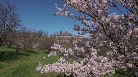 Spring blossoms in pragues beautiful parks capturing tranquil moments in nature Stock Footage 332857243