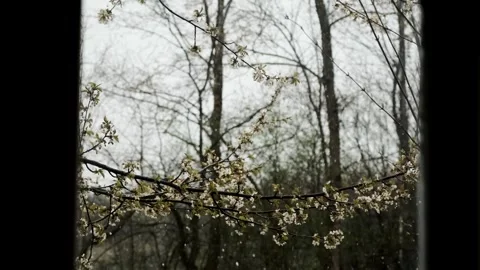 Spring Blossoms in the Rain Stock Footage 303417841