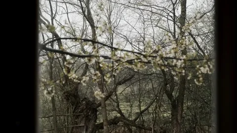 Spring Blossoms in the Rain Stock Footage 303417873
