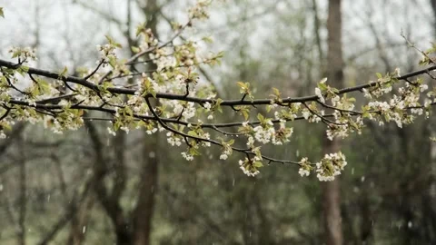 Spring Blossoms in the Rain Stock Footage 303417876
