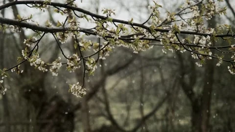 Spring Blossoms in the Rain Stock Footage 303418011