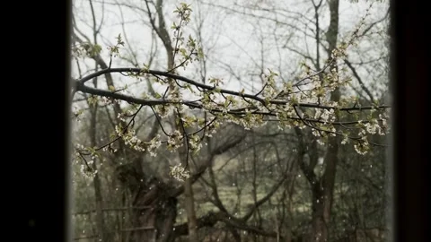 Spring Blossoms in the Rain Stock Footage 303418035