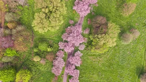 Spring blossoms on a row of cherry trees at Wavertree Botanical Gardens, Li.. 動画素材 334115332