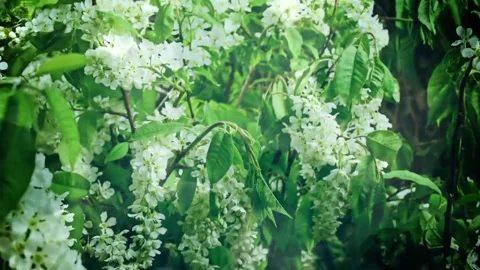 Spring Blossoms in Sunlit Garden Close-Up Video stock 327194148