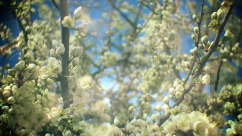 Spring Blossoms in Sunlit Garden Close-Up Stock Footage 327194157