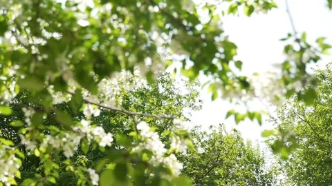 Spring Blossoms in Sunny Day Stock Footage 111237673