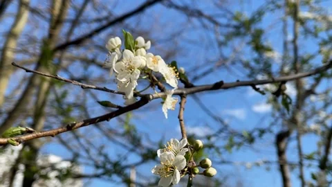 Spring blossoms on a tree branch with clear blue sky background Stock Footage 341266742