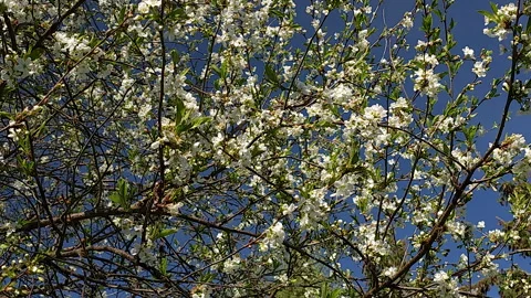 Spring blossoms on tree branches against blue sky in Estonia Stock Footage 270210974