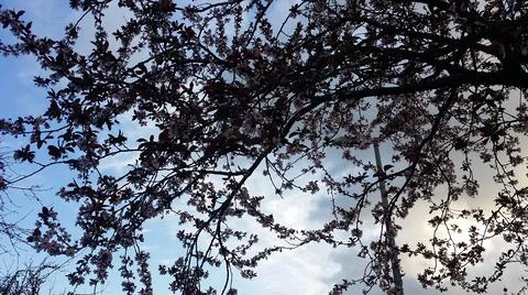 Spring with blossoms ,tree branches and white clouds on blue sky Stock Photos