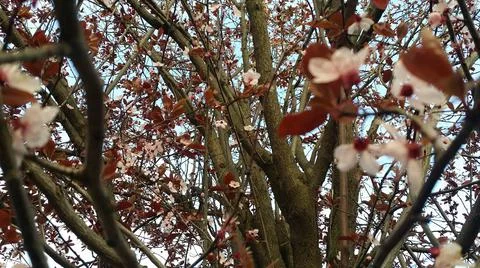 Spring with blossoms ,tree branches and  blue sky Stock Photos
