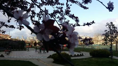 Spring with blossoms ,tree branches and white clouds on blue sky with city view Stock Photos