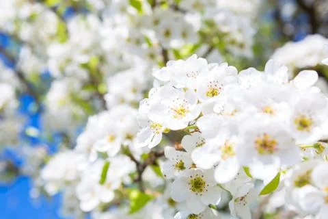 Spring blossoms tree. Natural background. 스톡 사진