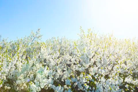 Spring blossoms tree. Natural background. 스톡 사진