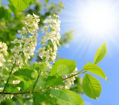 Spring blossoms tree Stock Photos