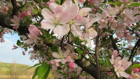 Spring blossoms tree pink Stock Photos