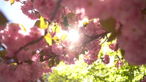 Spring blossoms on tree with sun flare shining Vídeo Stock 188327445