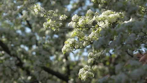 Spring Blossoms at Tuancheng: Pear, Begonia, and Lilac Flowers, Beihai Park Видео 332454367