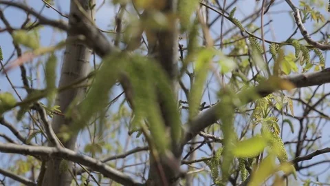 Spring blossoms of the walnut tree with young green leaves against the blue sky Video stock 77485509