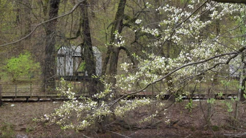 Spring Blossoms with Wooden Cabin in the Background Stock-Footage 333736736