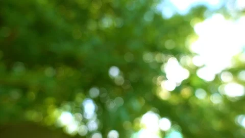 Spring blowing on wind tree green leaves. Blurred and bokeh with sun flare. Stock Footage