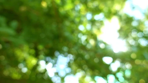 Spring blowing on wind tree green leaves. Blurred and bokeh with sun flare. Stock Footage 110750688