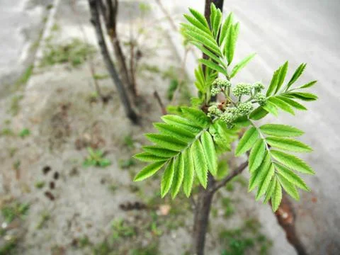 Spring-blown bud rowan Stock Photos