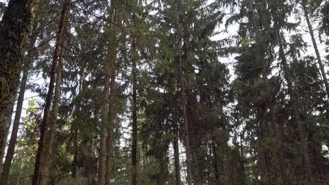 Spring blue evening sky in the forest Stock Footage 105518846